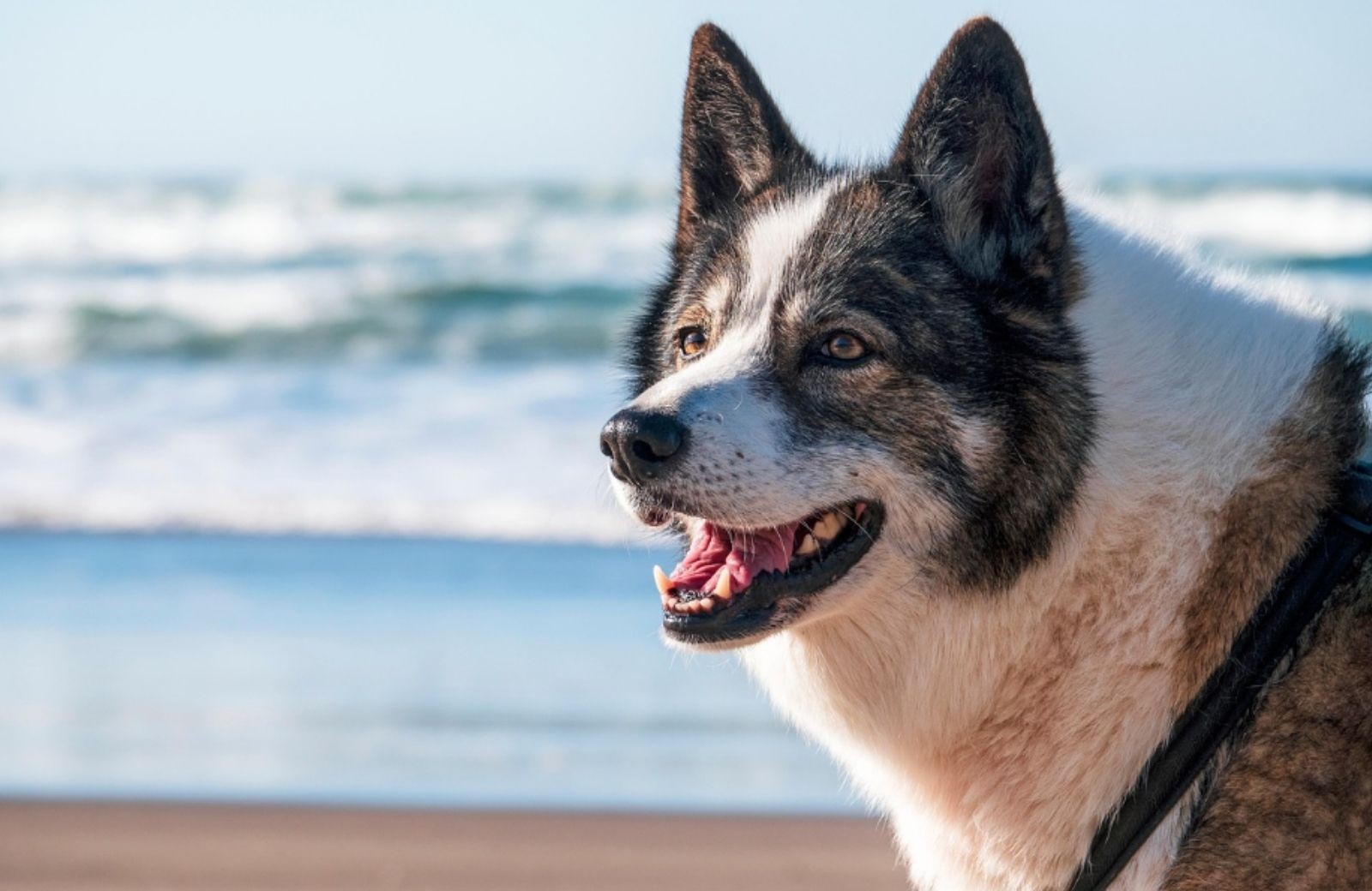 Camping waddenzee mit hund 3