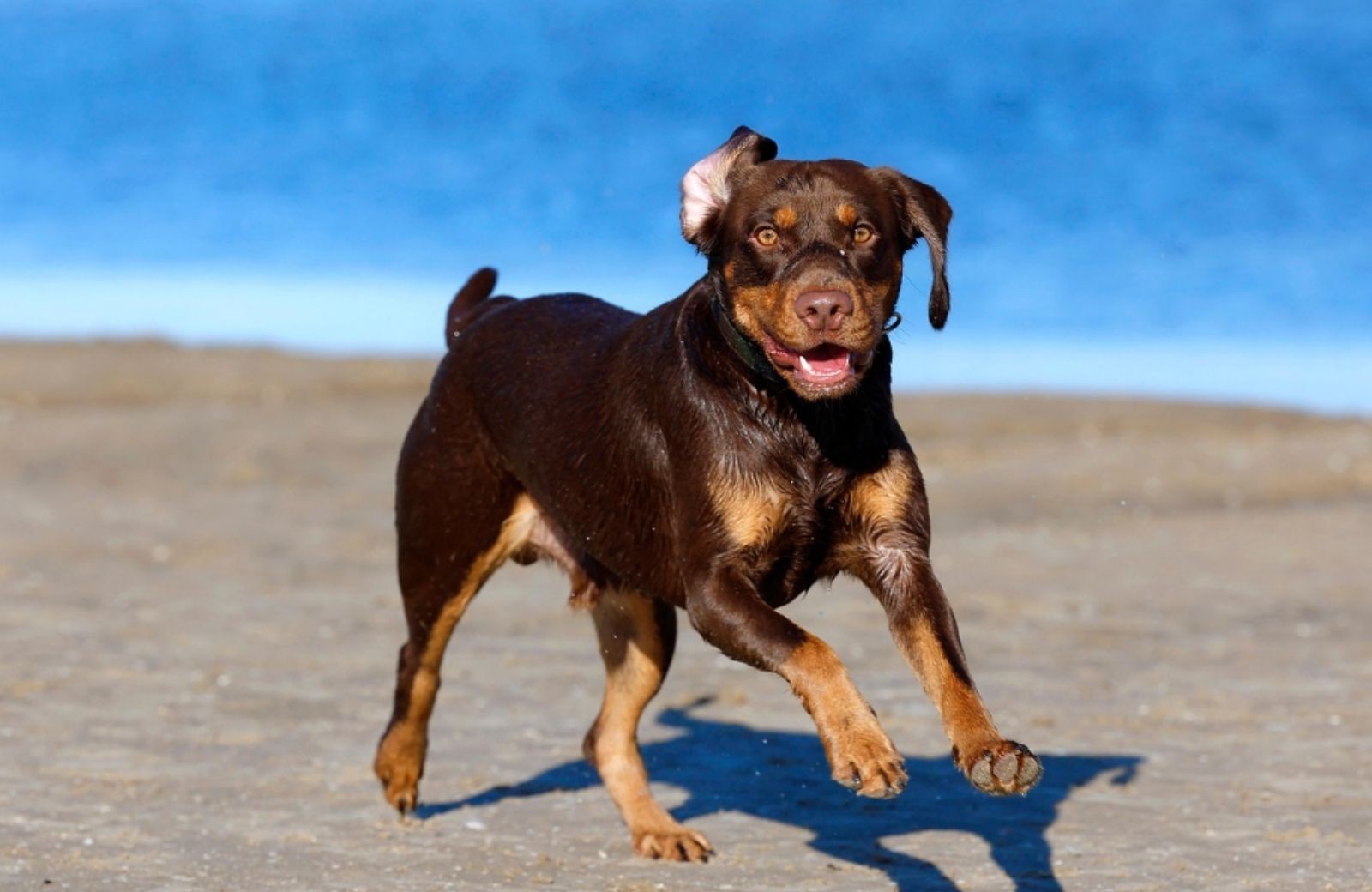 Camping waddenzee mit hund 4