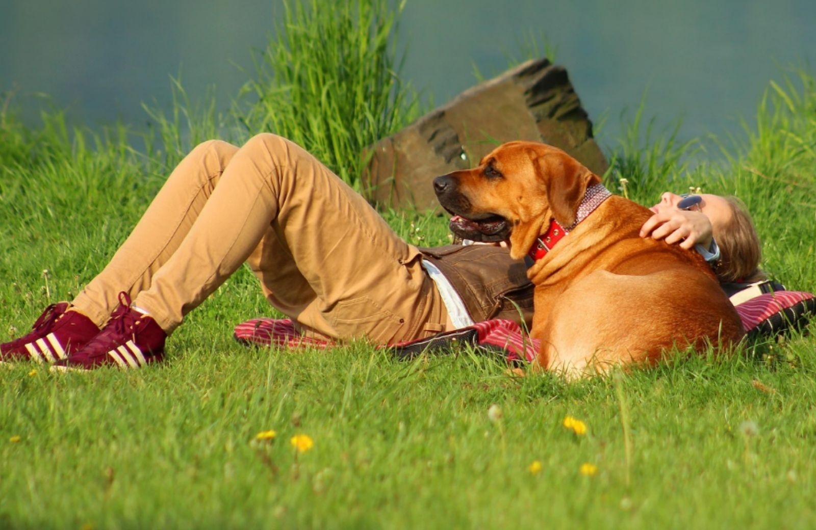 Camping waddenzee mit hund 5
