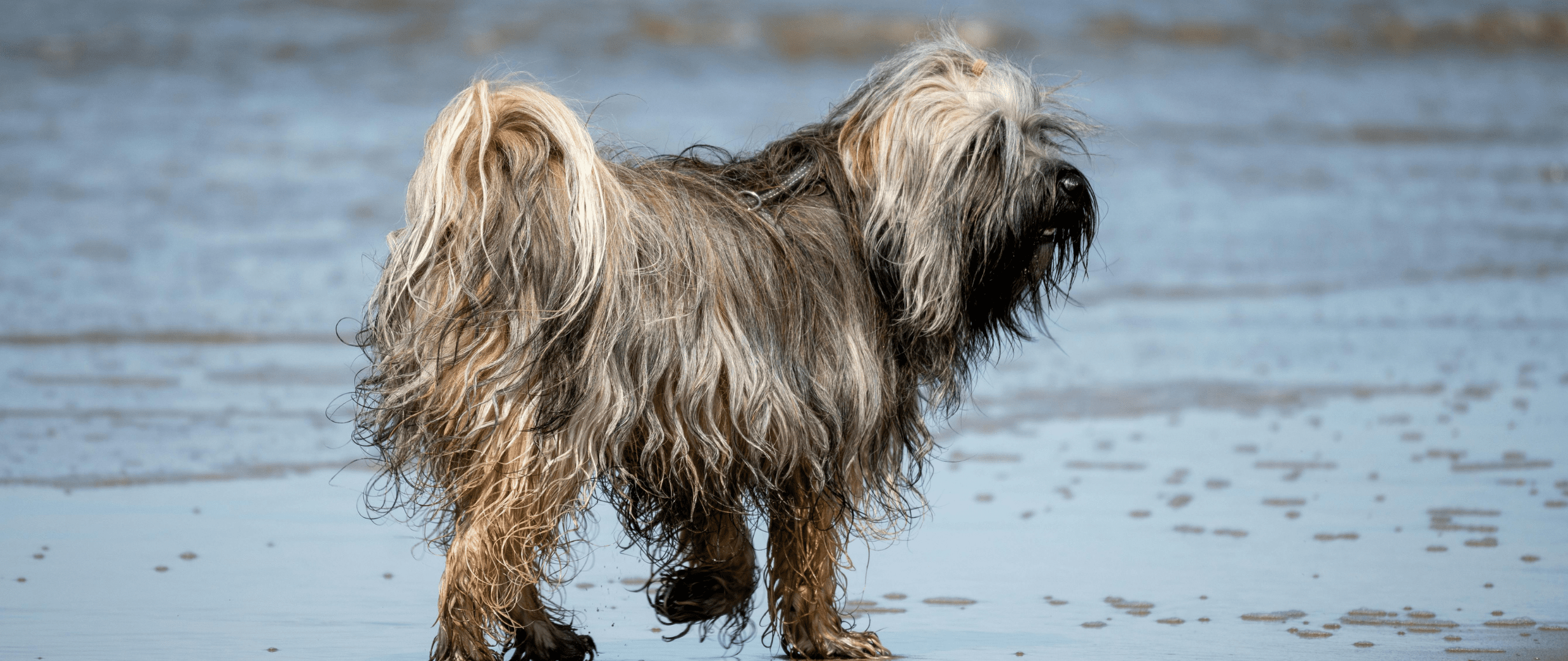 Hundefreundliche Umgebung